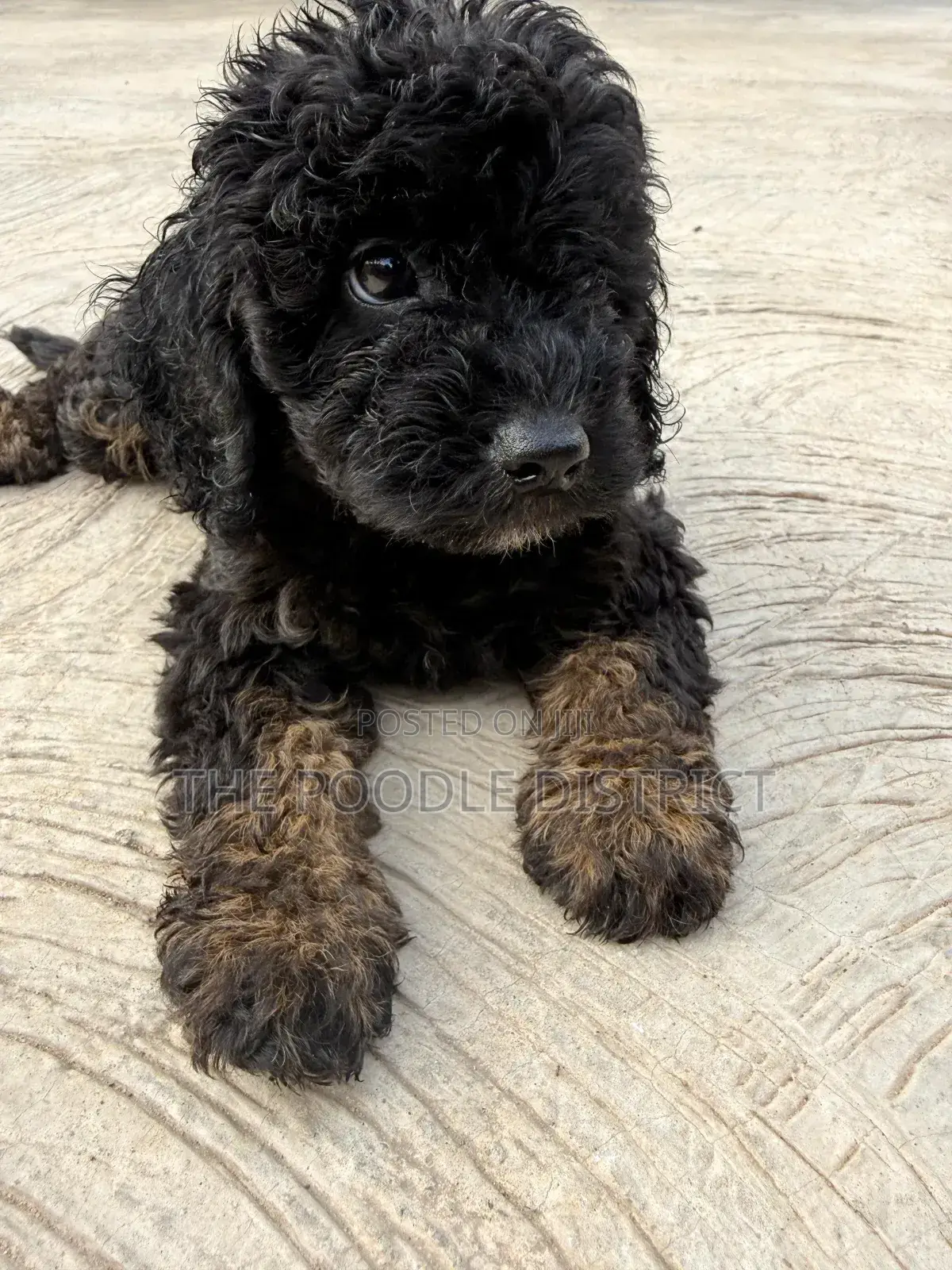 3-6 months Male Purebred Poodle
