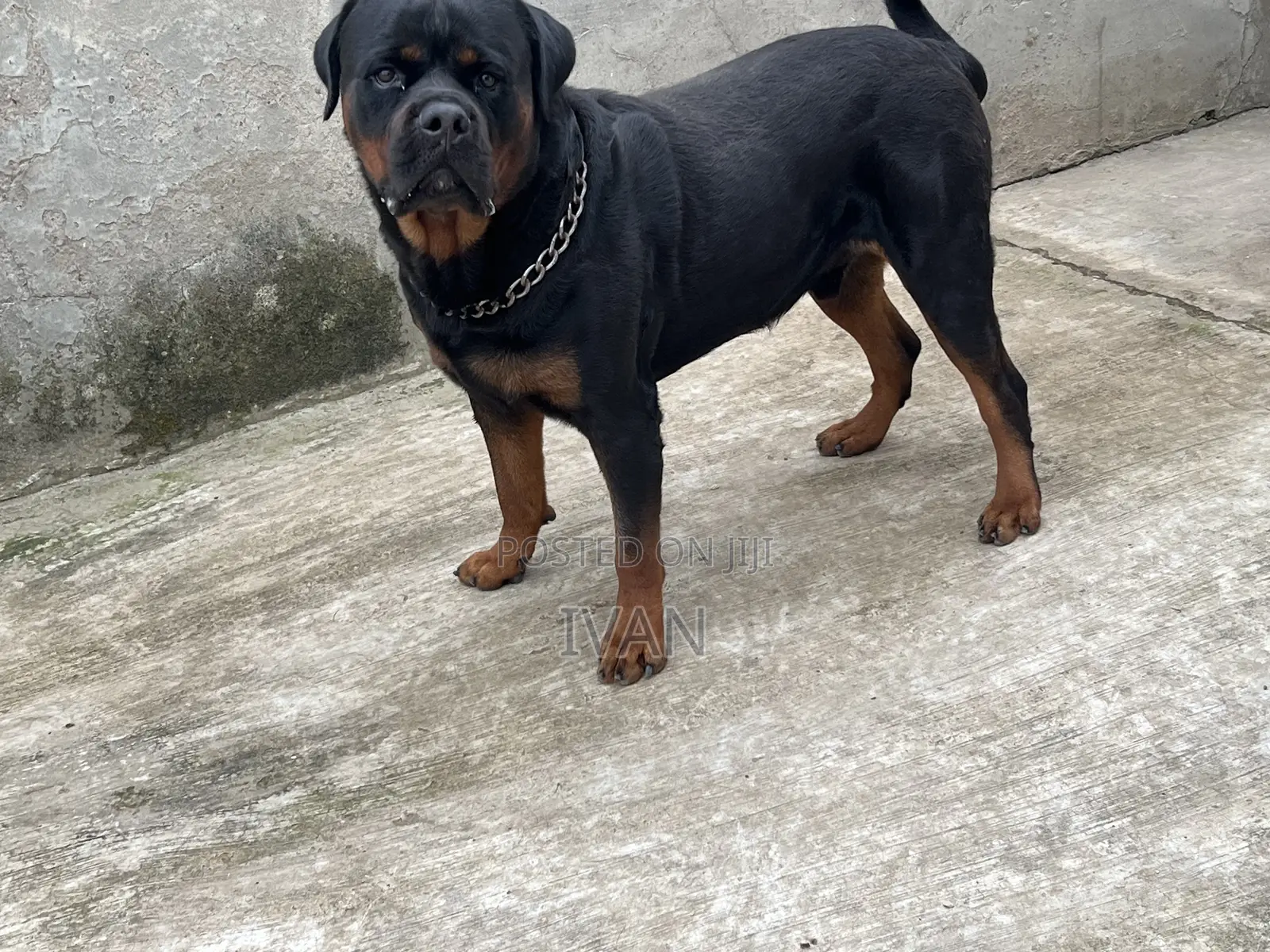 1+ year Male Purebred Rottweiler