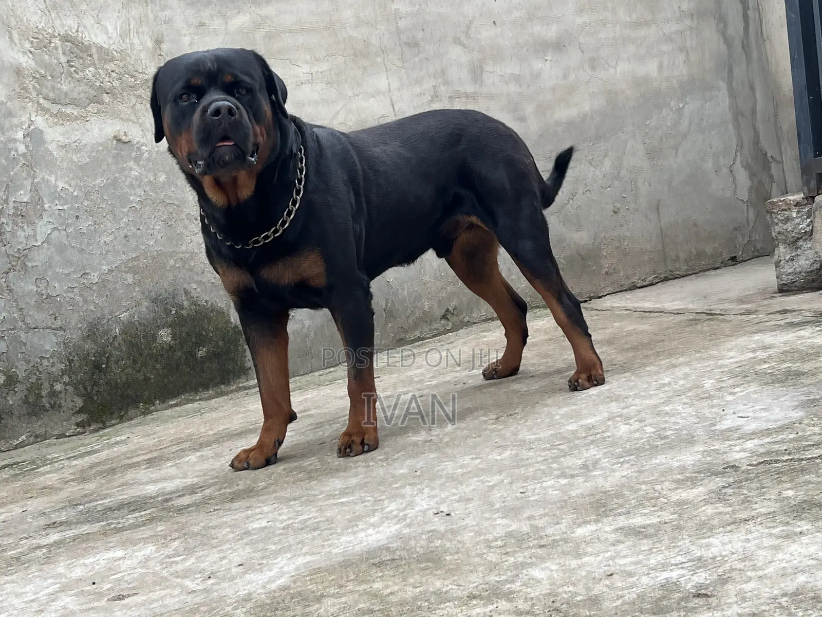 1+ year Male Purebred Rottweiler