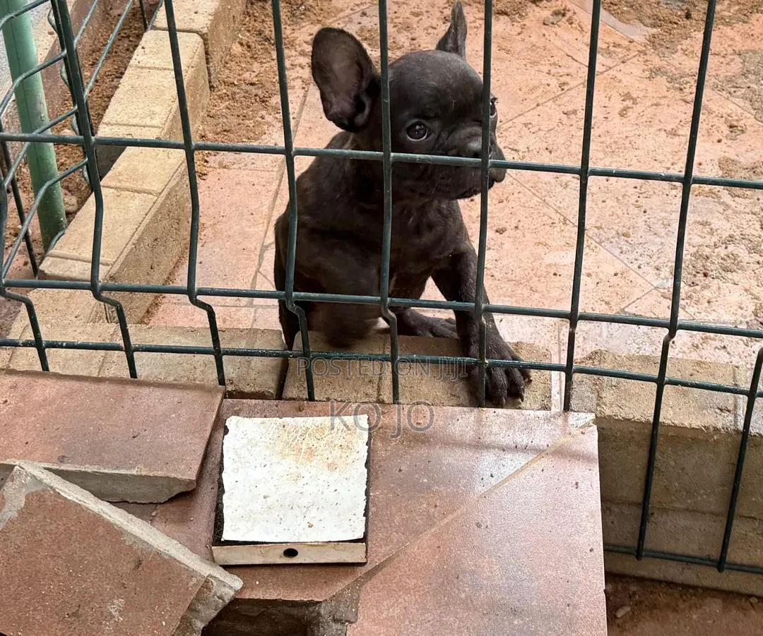 1-3 months Male Purebred French Bulldog