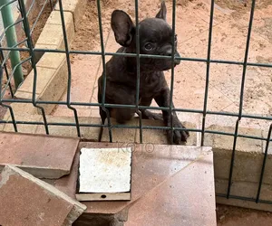 1-3 months Male Purebred French Bulldog