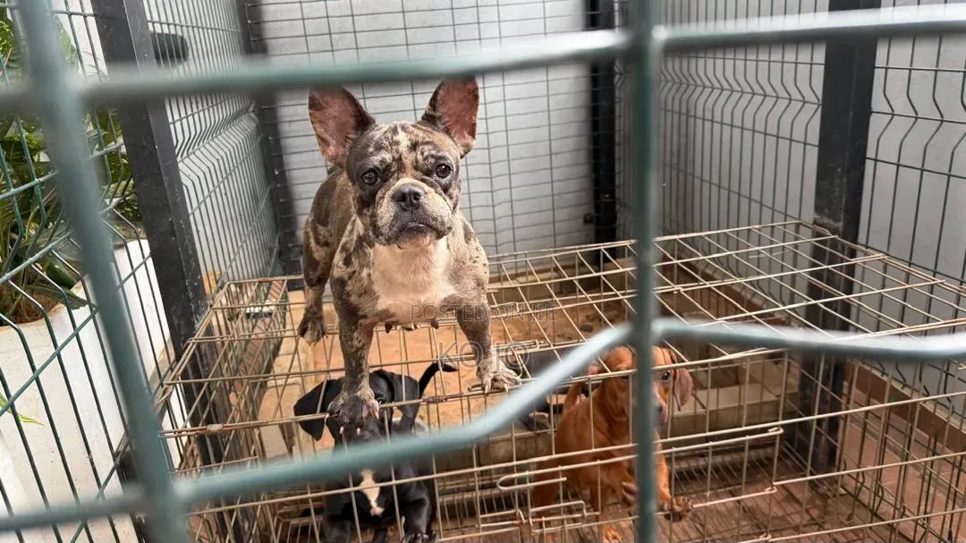1-3 months Male Purebred French Bulldog