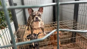 1-3 months Male Purebred French Bulldog