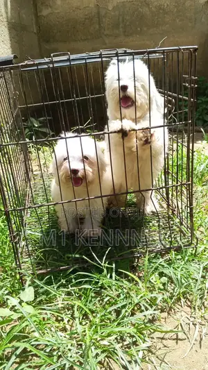 1-3 months Female Purebred Poodle