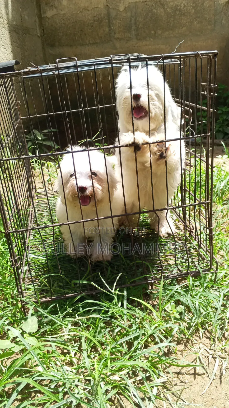 1-3 months Female Purebred Poodle