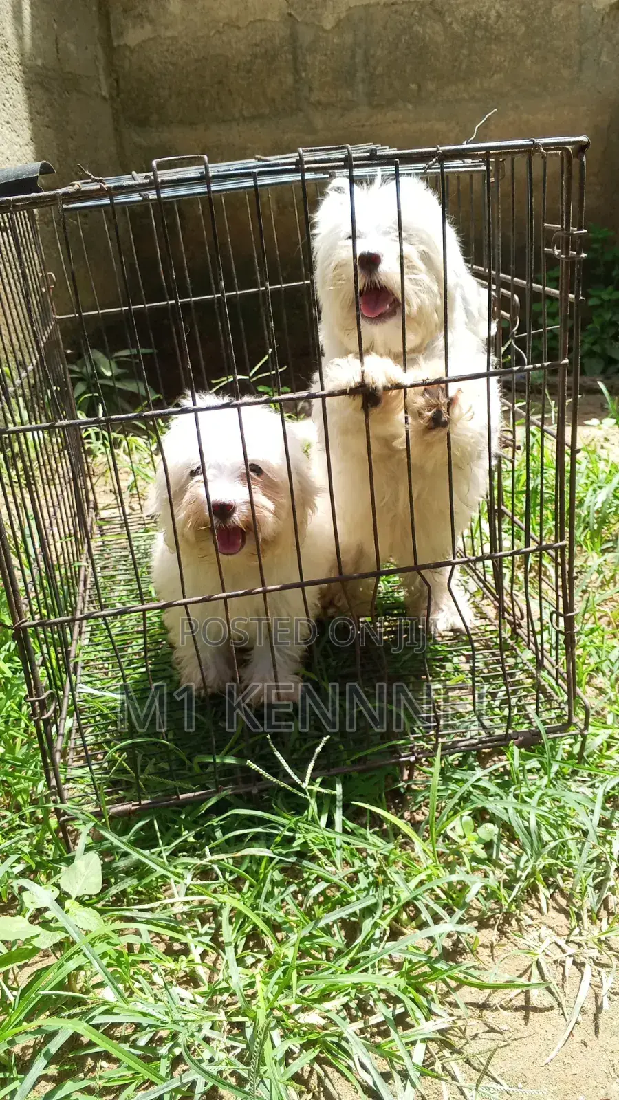 1-3 months Female Purebred Poodle