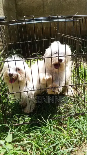 1-3 months Female Purebred Poodle