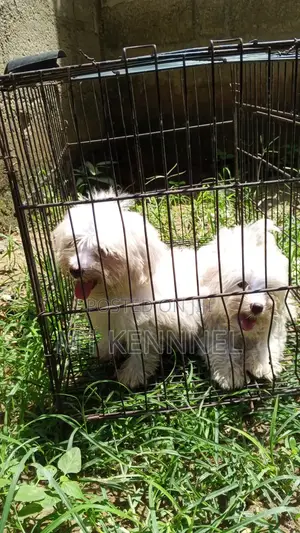 1-3 months Female Purebred Poodle
