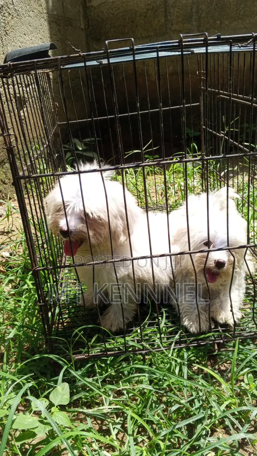 1-3 months Female Purebred Poodle