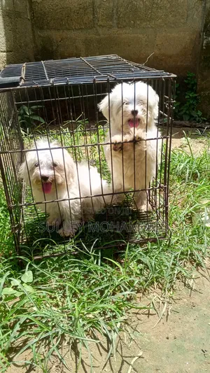 1-3 months Female Purebred Poodle