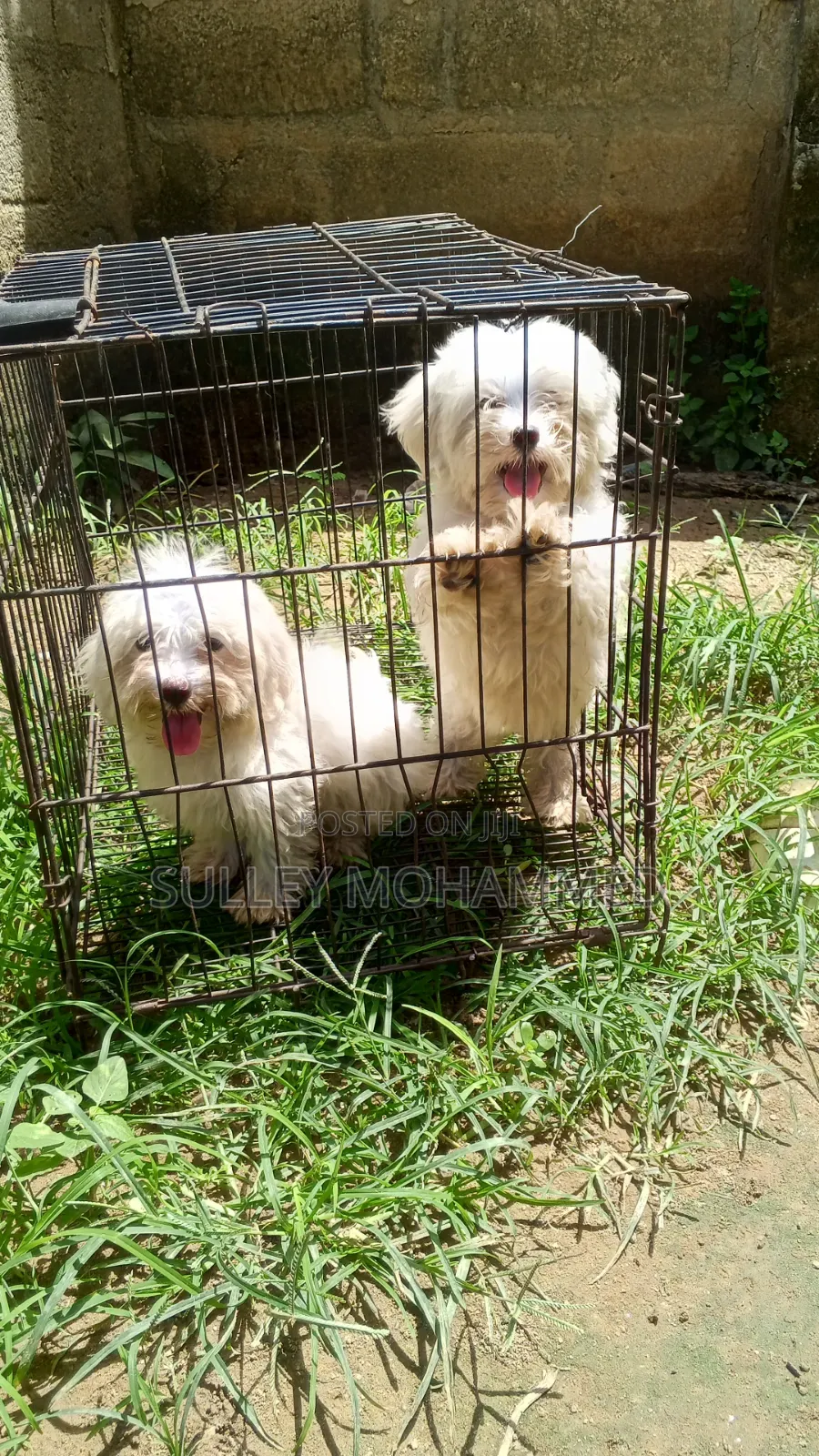 1-3 months Female Purebred Poodle