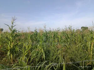 Biotango Foliar Treatment