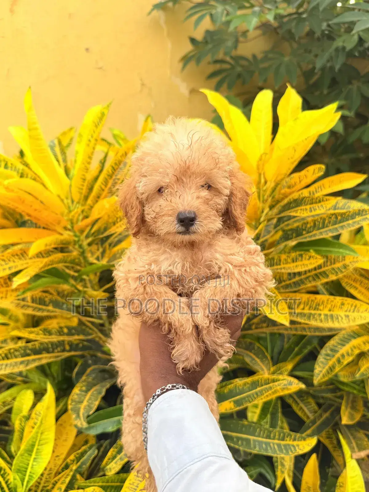 3-6 months Male Purebred Poodle