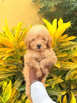 3-6 months Male Purebred Poodle