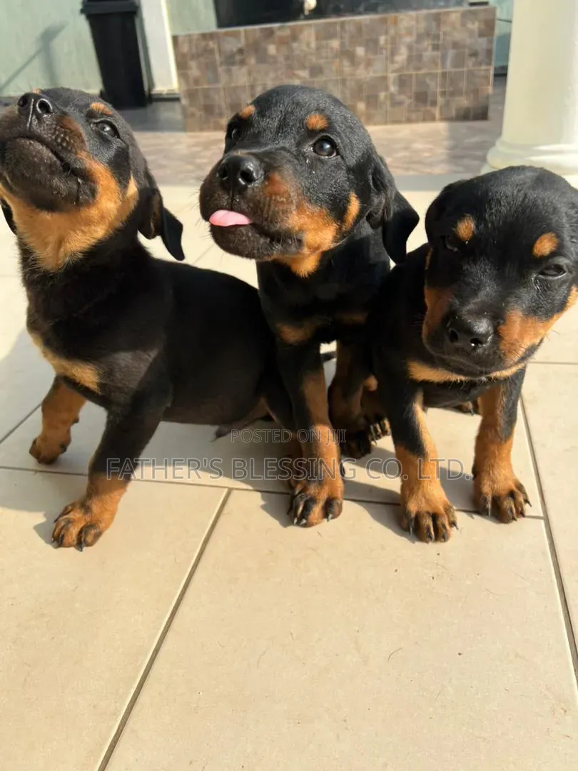 3-6 months Male Mixed Breed Rottweiler