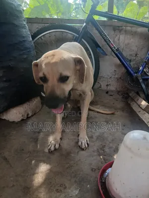 6-12 months Female Purebred Boerboel
