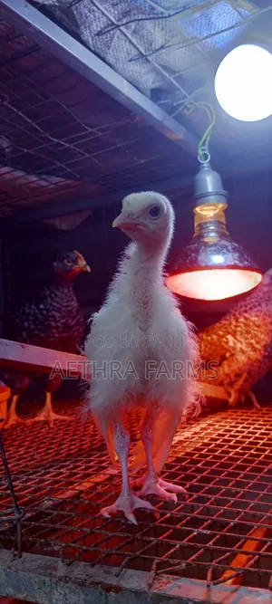 Day Old Turkey Poults