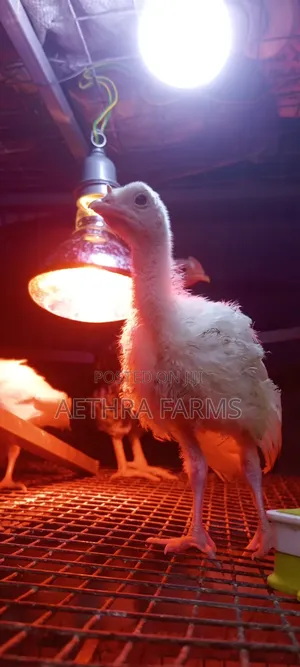 Day Old Turkey Poults