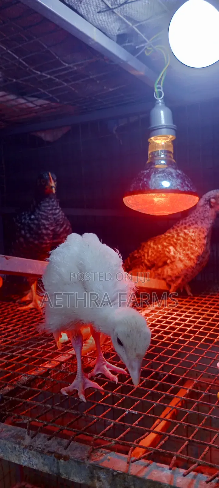 Day Old Turkey Poults