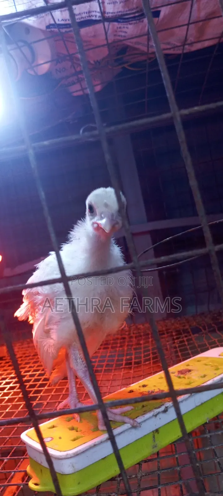 Day Old Turkey Poults
