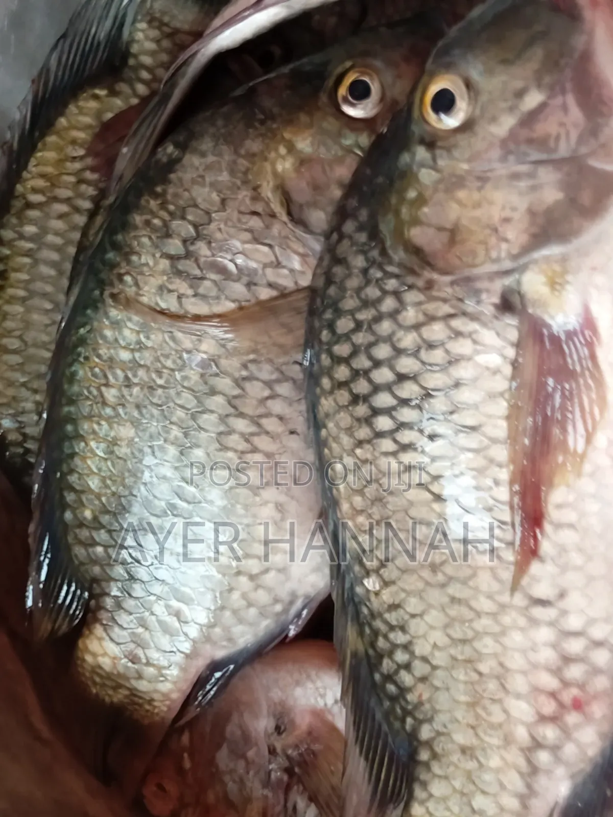 Hanny's Fresh Fish