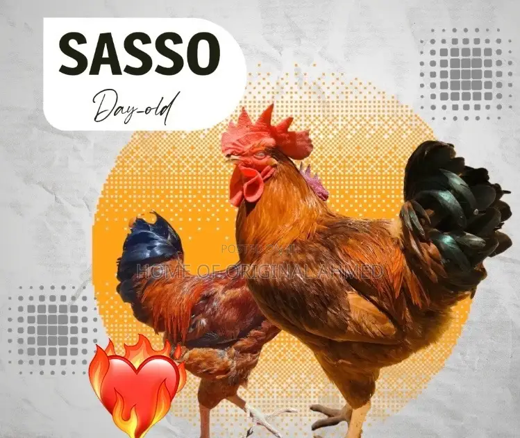 Sasso Dayold