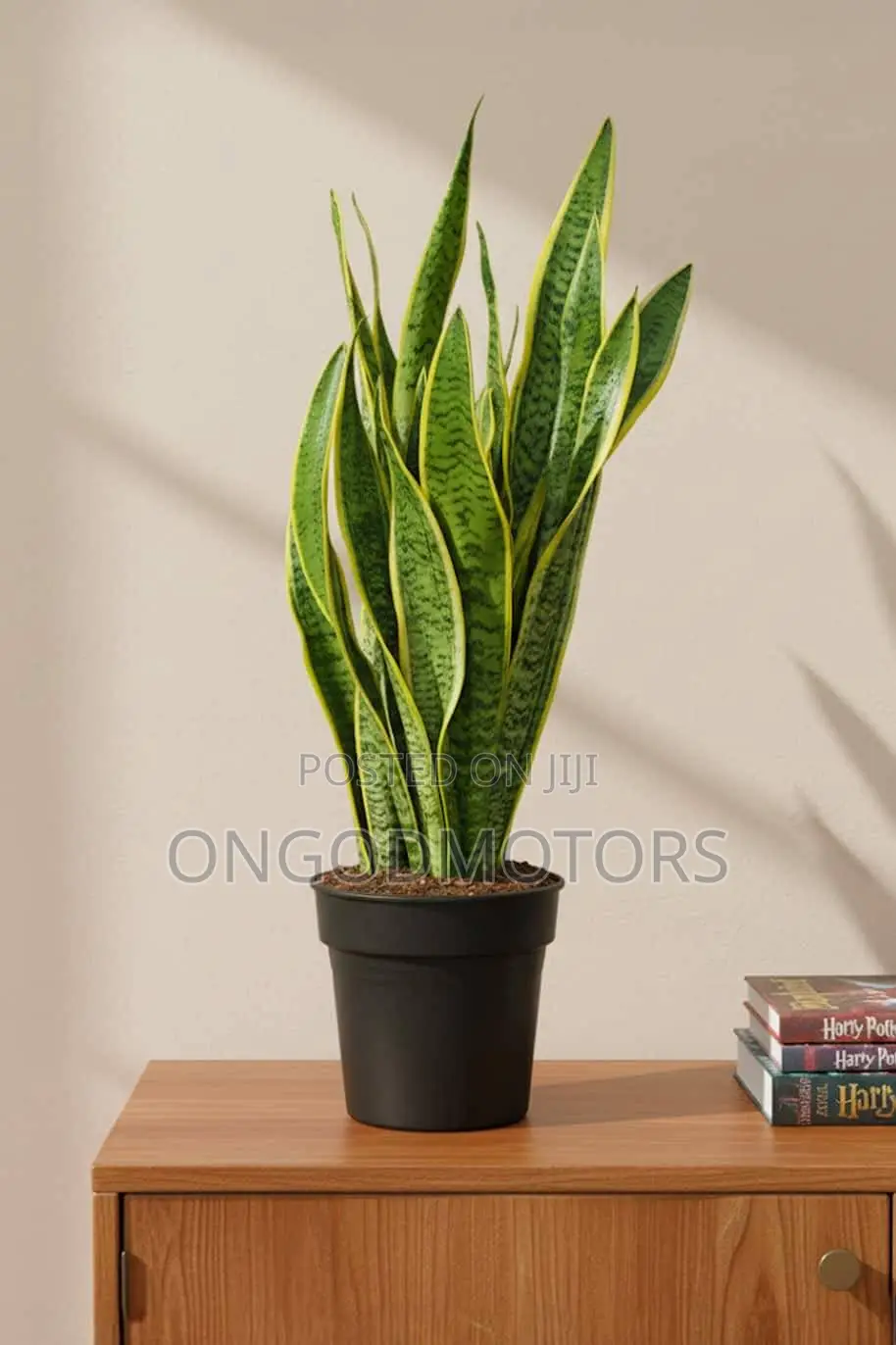 Snake Plant