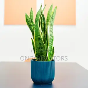 Snake Plant