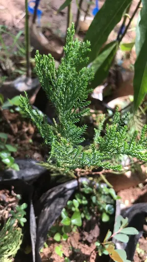 Thuja – Evergreen Privacy Beauty Tree