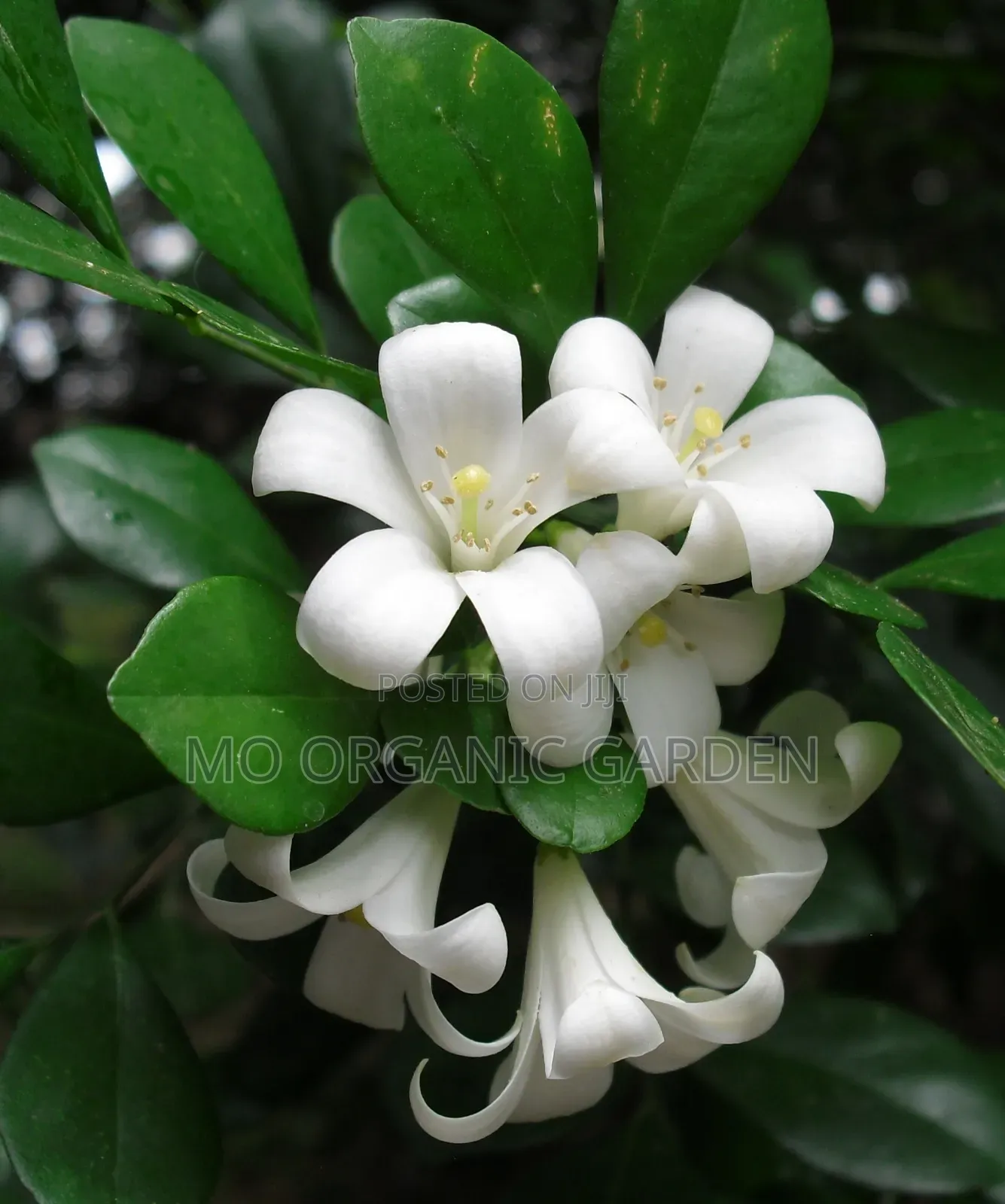 Murraya – Fragrant Evergreen Hedge Ornamental Plant