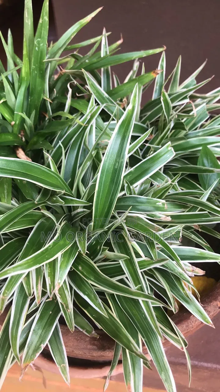 Pongol Sword – Unique Ornamental Landscape Plant