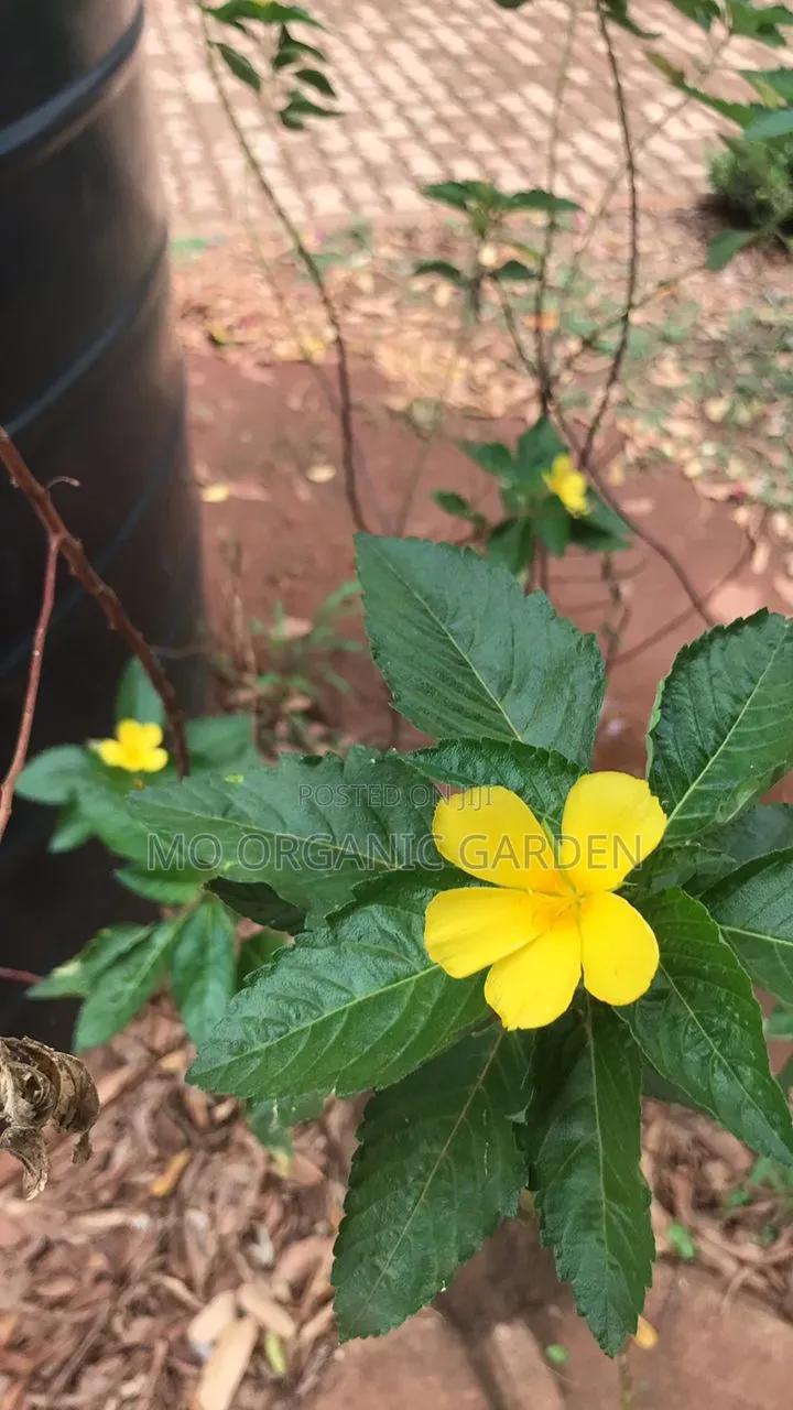 Yellow Alder – Bright Flowering Hedge Ornamental Plant