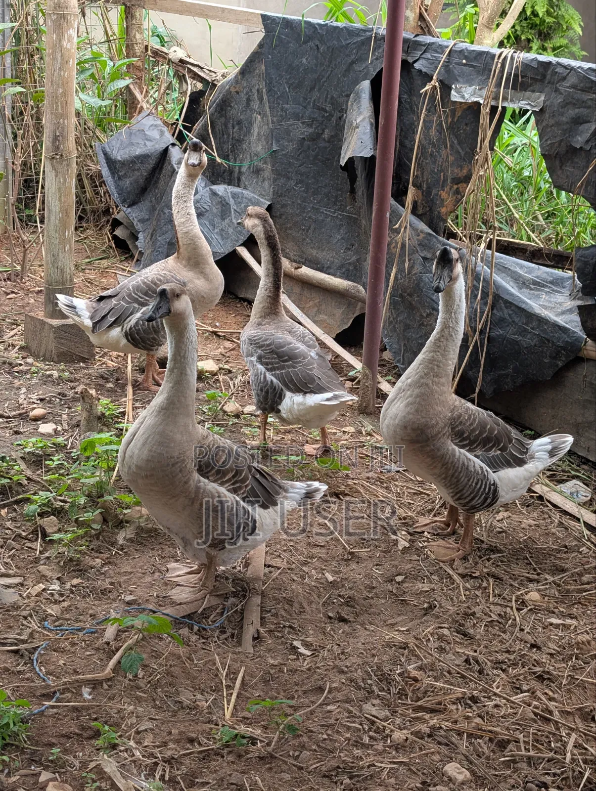 African Geese