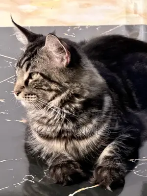 6-12 months Male Purebred Maine Coon