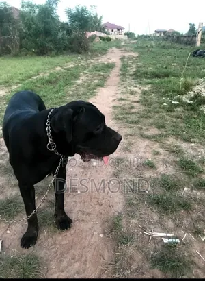 1+ year Male Purebred Cane Corso