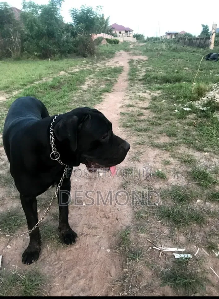 1+ year Male Purebred Cane Corso