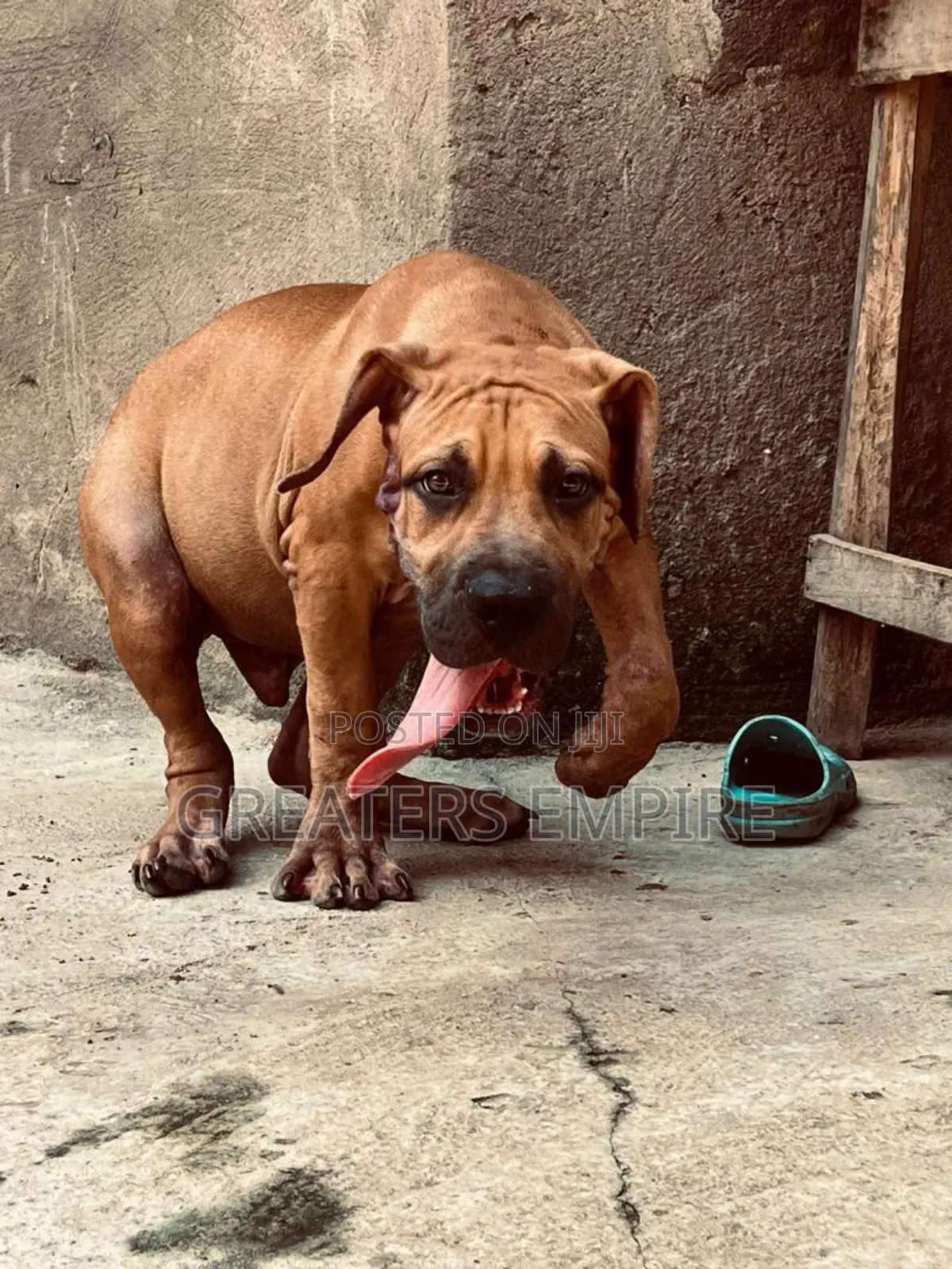 3-6 months Male Purebred Boerboel