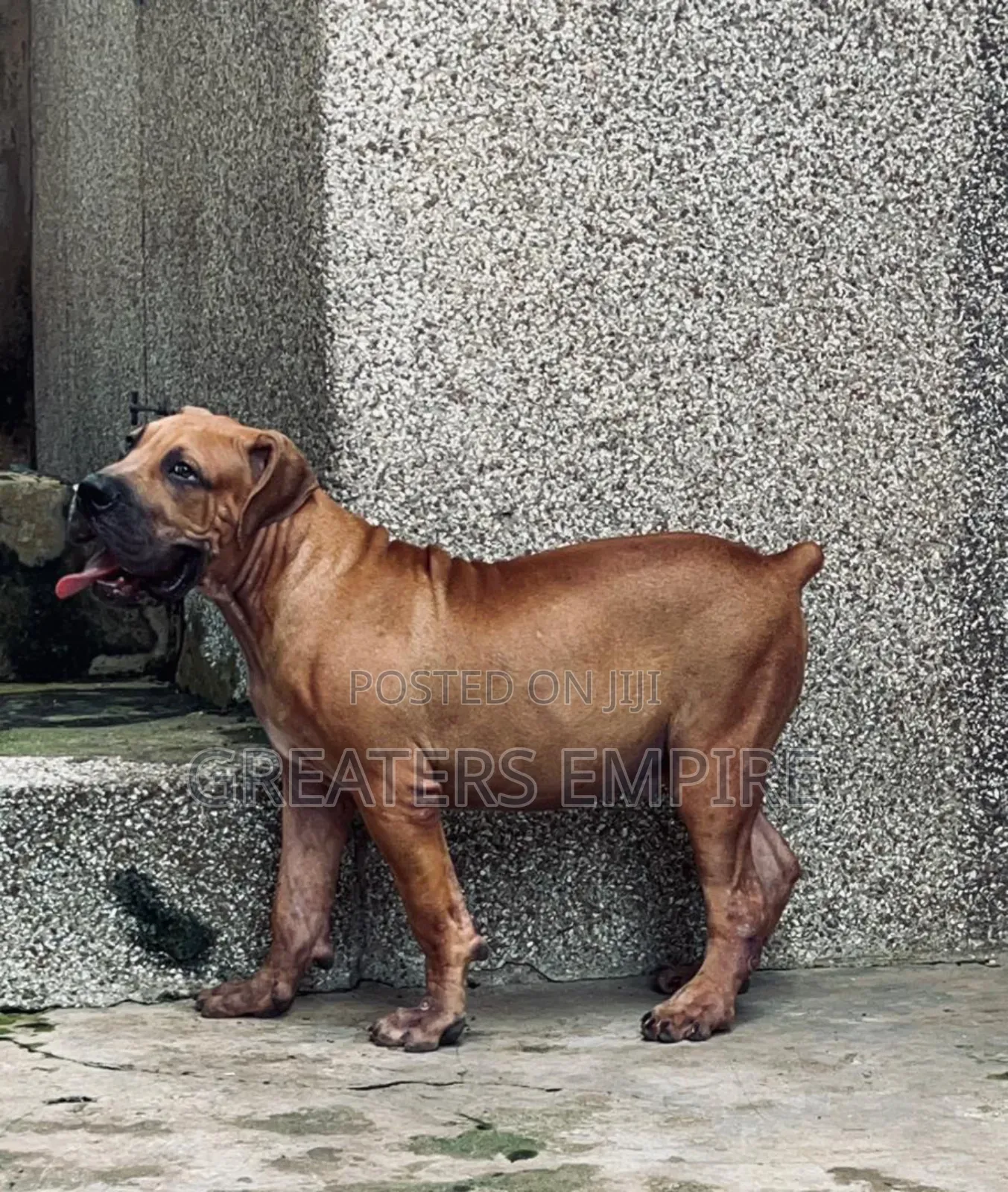 3-6 months Male Purebred Boerboel