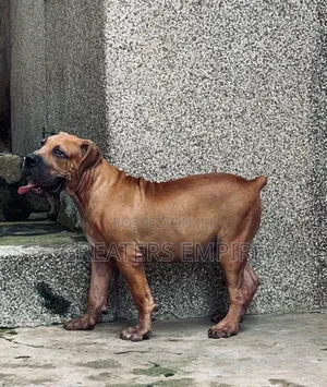 3-6 months Male Purebred Boerboel