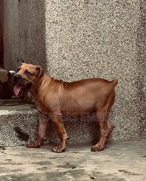 3-6 months Male Purebred Boerboel