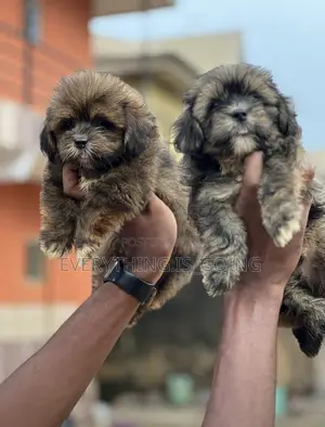 1-3 months Female Purebred Poodle