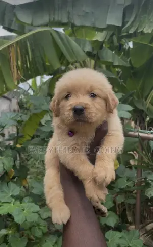1-3 months Female Purebred Poodle
