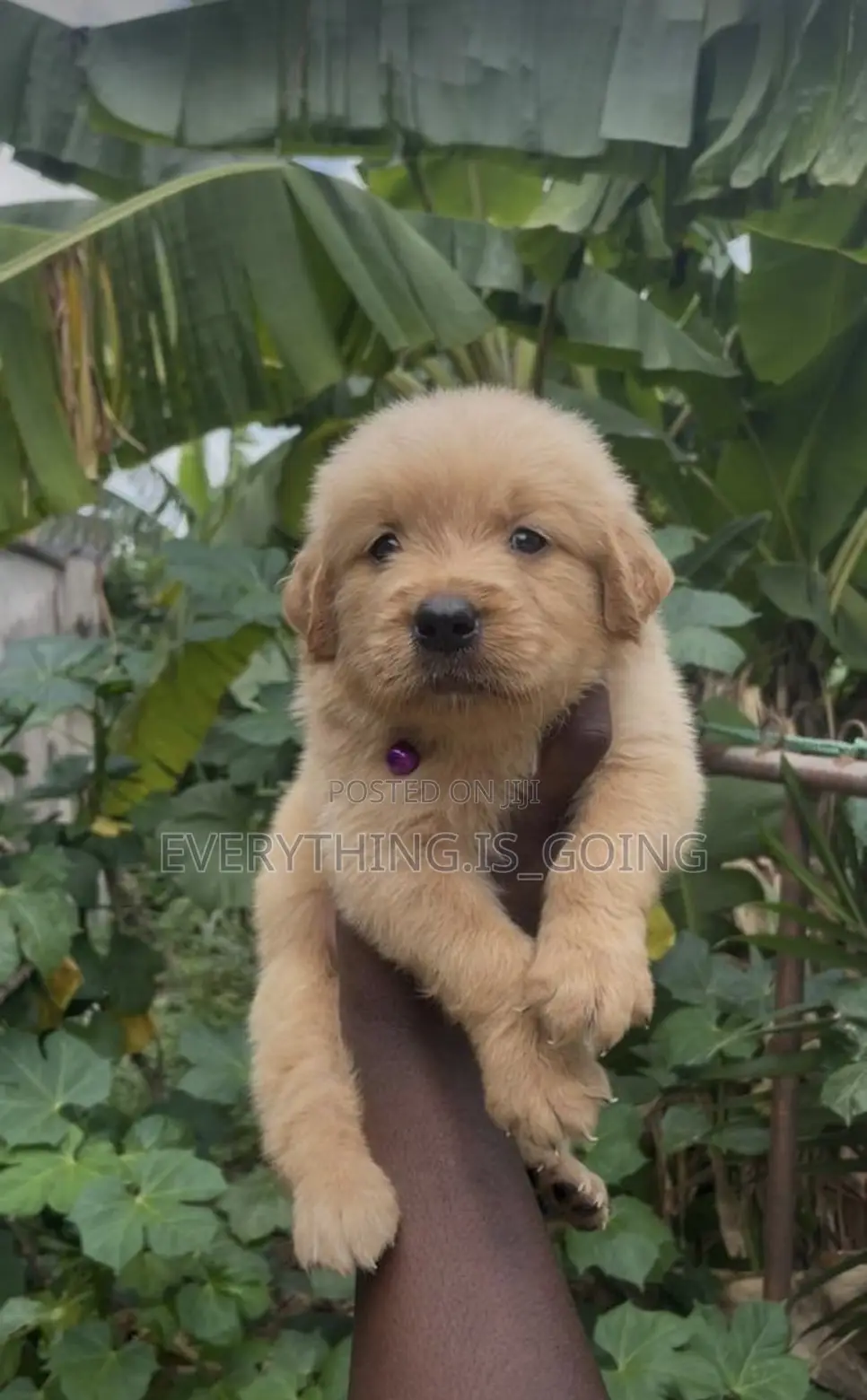 1-3 months Female Purebred Poodle