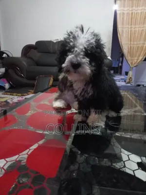 1-3 months Male Purebred Poodle