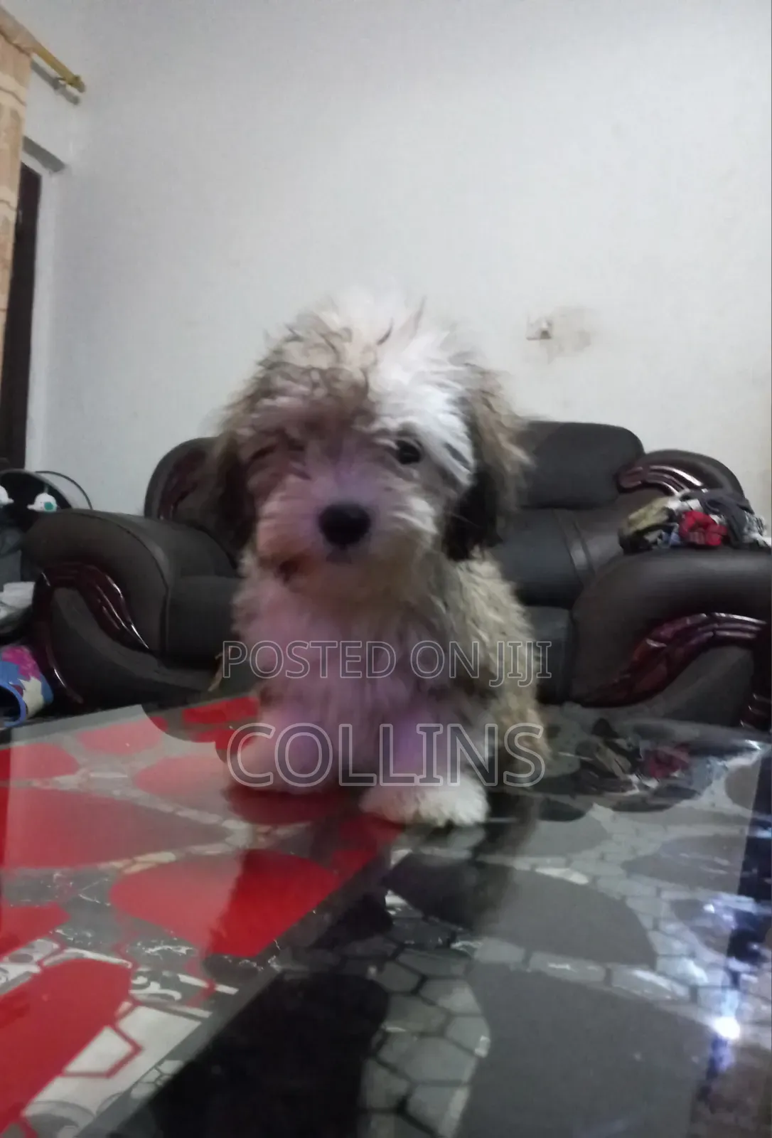 1-3 months Male Purebred Poodle