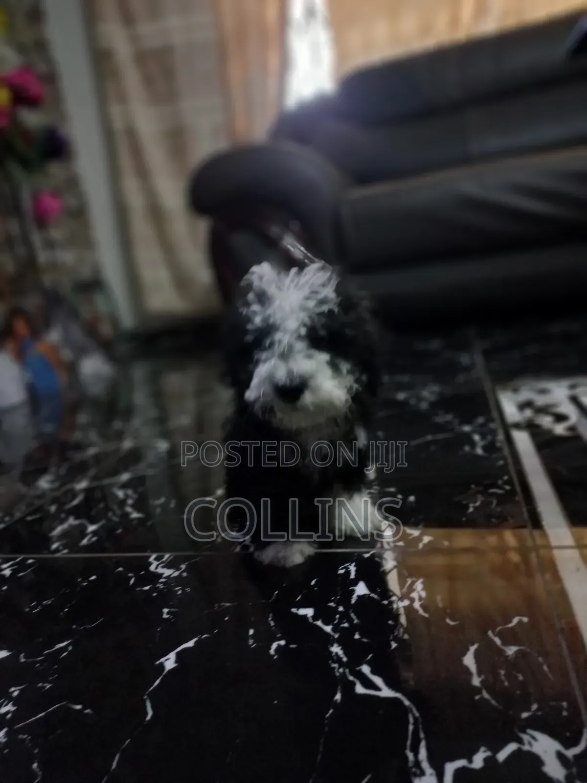 1-3 months Male Purebred Poodle