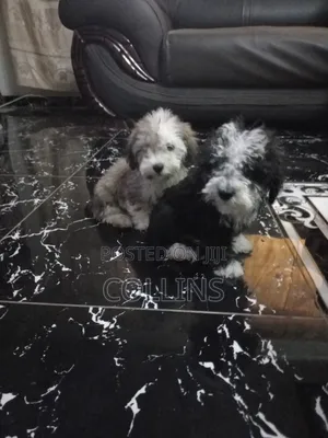 1-3 months Male Purebred Poodle