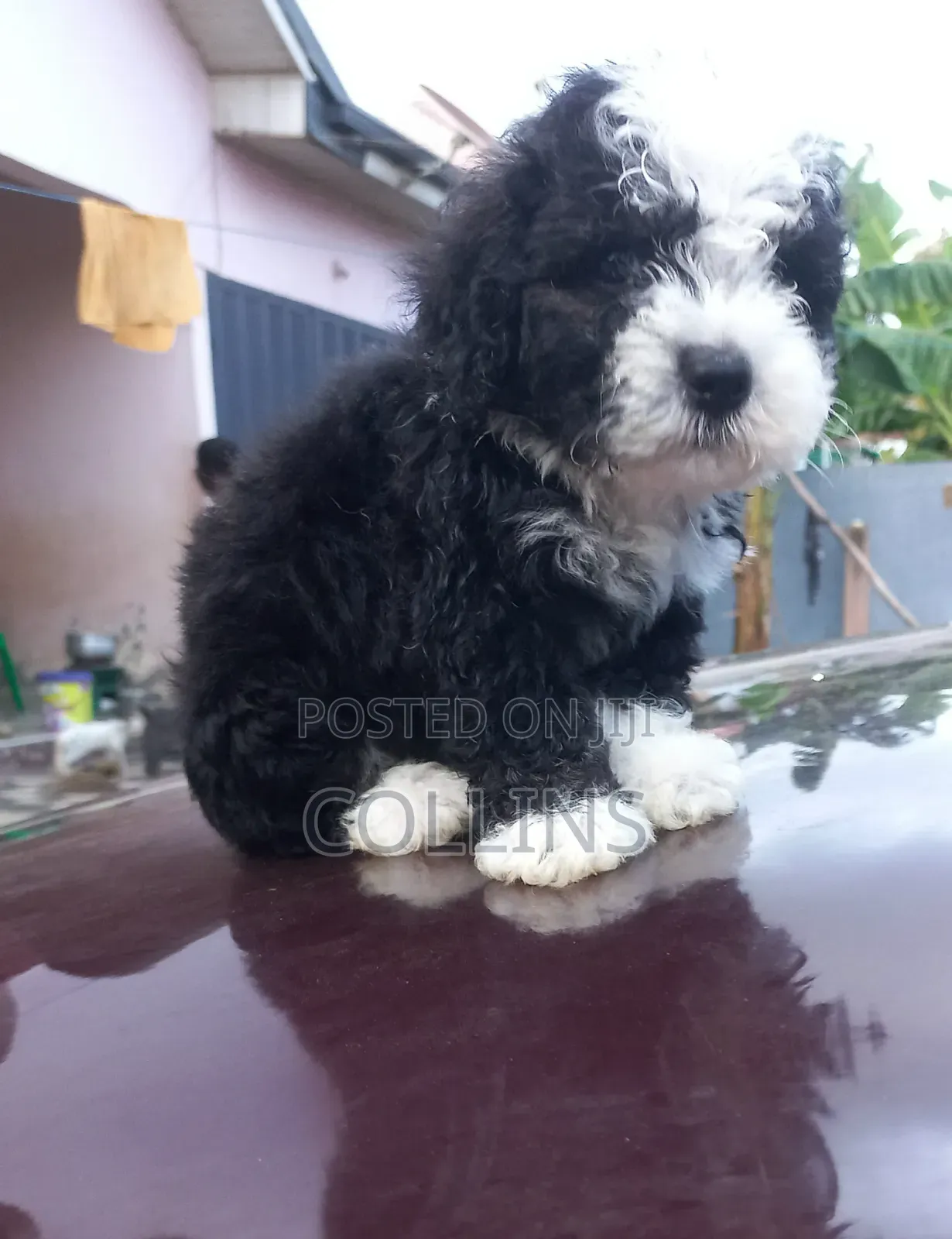 1-3 months Male Purebred Poodle