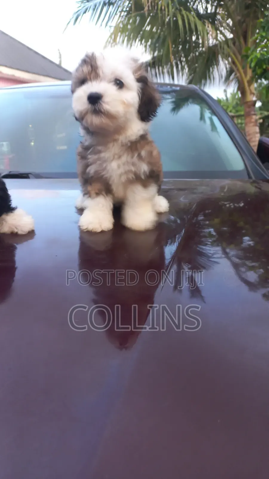1-3 months Male Purebred Poodle