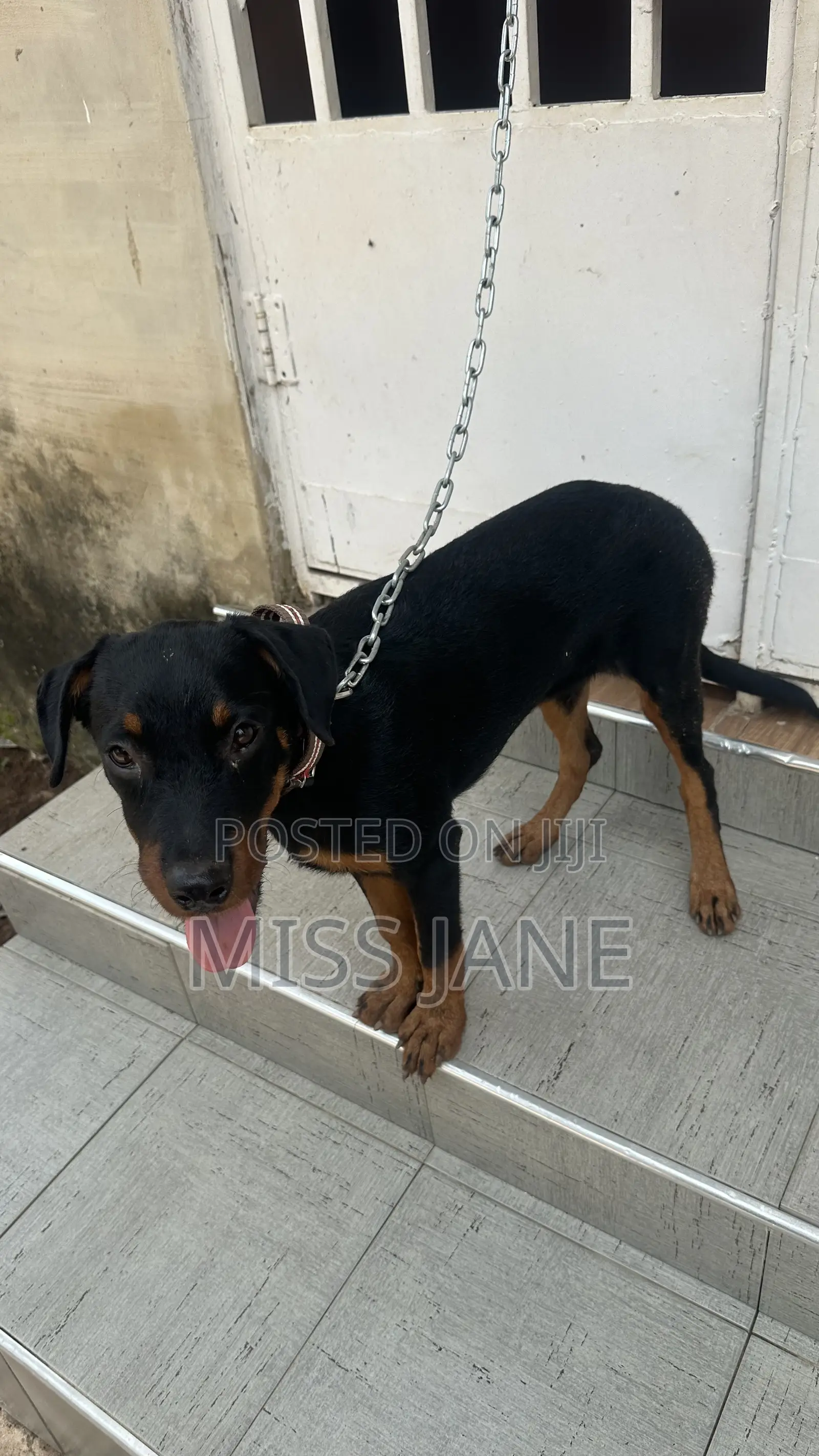 3-6 months Female Mixed Breed Rottweiler